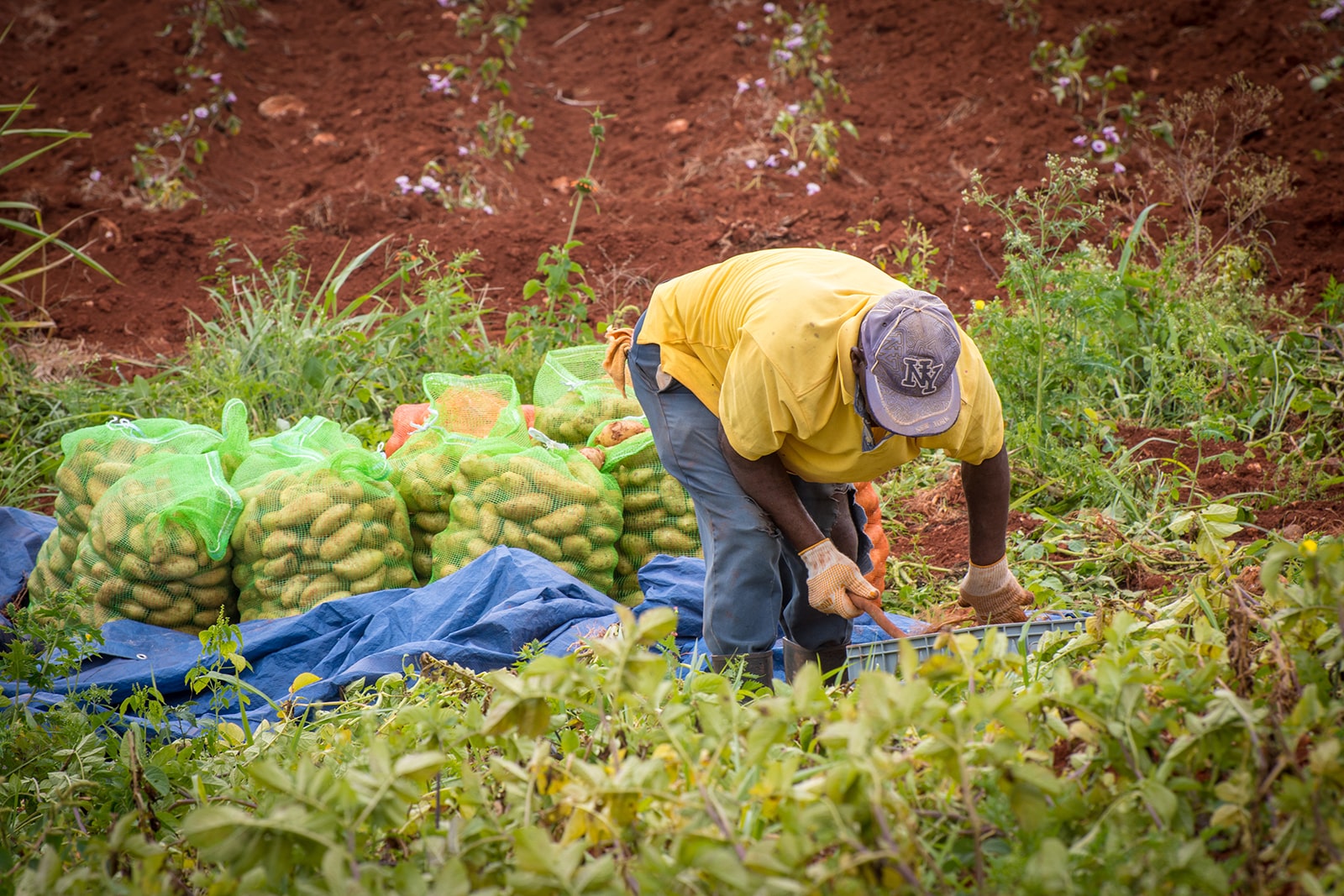 Worker In Field Harvesting Potatoes