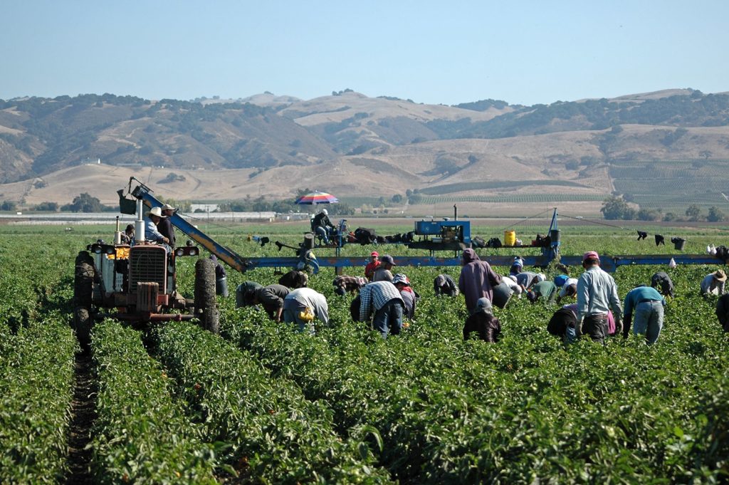 Workers Harvesting Peppers In Field