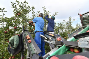 Two men picking apples